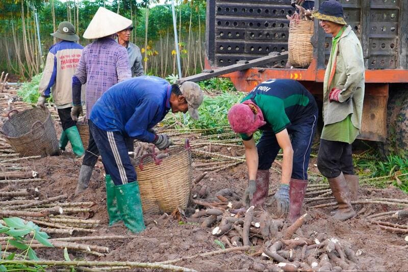 Nhà cung cấp tinh bột mì biến tính