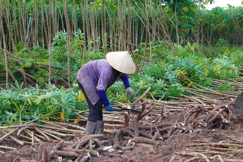 thị trường tinh bột sắn