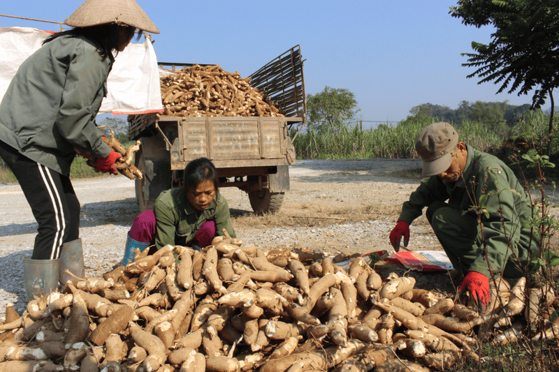  xuất khẩu tinh bột sắn sang Trung Quốc 